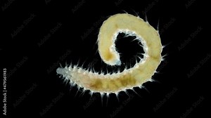 Worm Polychaeta family Amphinomidae under a microscope. Possibly Genus Paramphinome. Indian ocean