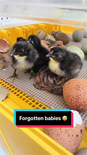Discovering the Forgotten Chicks on the Farm