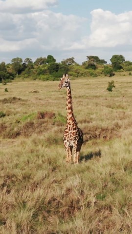 高空探險：無人機一窺馬賽馬拉的生態系統。