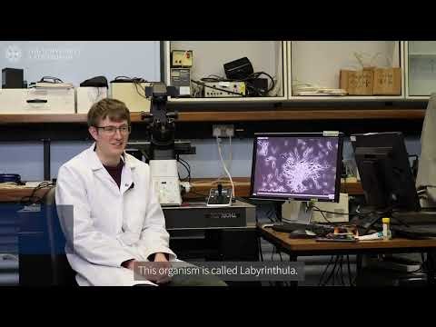 From marine environment to microscope