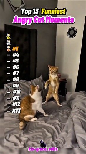 Funny Angry Cats 🙀 #catshorts