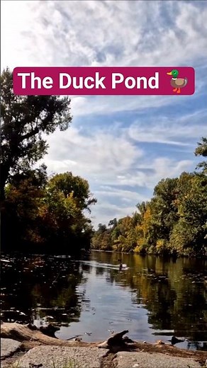Peaceful Duck Pond Time-Lapse 🦆