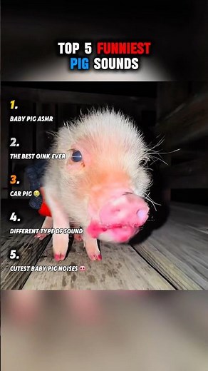 Top 5 funniest pig sounds 😂