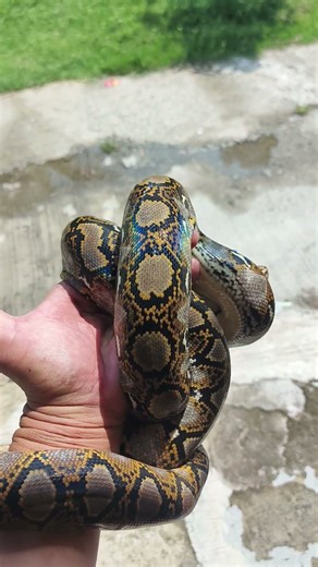 Ular Reticulatus Rescue alam... #foryou #snake #ularbesar #reptiles #trending