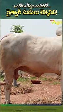 Ongole bulls Farming #ToneAgri #OngoleBullsFarming #KasanneniRajaBulls #OngoleGittalu #OngoleCattle