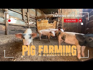 How to Start Pig Farming in Kenya: A Complete Guide for Beginners. #farming #fyp #trending #Viral