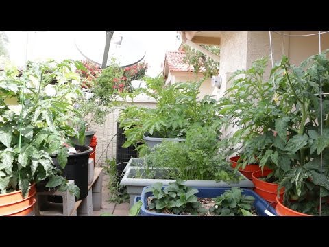 Patio Container Garden April 2017