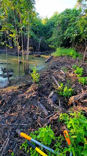 Beaver Dam Swamp Debris Pile Burning In One Minute! #beaverdam #beaverdamremoval #damremoval #beavers #dam #flowing #rushing #drain #draining #gallons #water #nature #hunting #mud #workhard #gatorcreek #creek #terrellspivey #fire #burning #beaverdamswamp #reels #viralreels #fbreels | Terrell Spivey