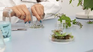 Young botanist researcher preparing samples for further analysis
