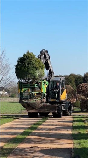 Transplanting this massive multi-stemmed Buxus sempervirens is way more fun with a little sunshine!