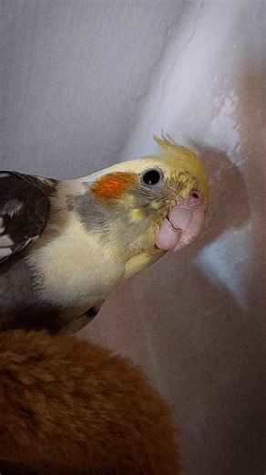 Art:💩Artist:🐥 #mycockatielsvlog #cockatiels #cockatielshorts #petvlog #cutepets #parrotshorts #birds