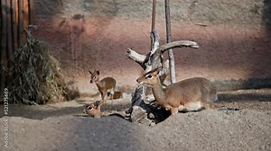 wild animals, cute herbivorous antelopes eating grass in paddock, Kirk's dik-dik Madoqua kirkii