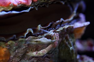 The world is your oyster!