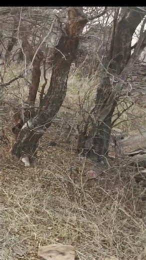 Tiger Dekhne Gaye The… Ajgar Mil Gaya 😨 | Mukundra Safari Real Moment #shorts #ytshorts