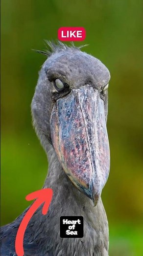 The Shoebill Nature’s Dinosaur Like Bird