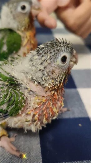 High red conure babies!!🥰🐣❤️ #conure #babybirds #birds