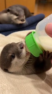 43K views · 1.5K reactions | Rescued by Trust, Healed by Love 簾❤️ #otter #rescue #usa #canada #uk #australia #animals #wildlife | I Love Animals | Facebook