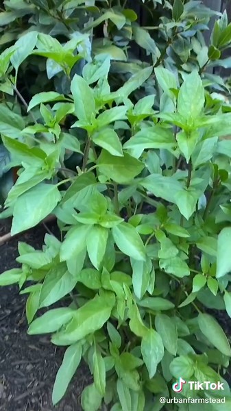 How to Grow Basil From Cuttings