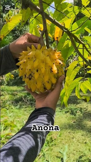 Discover Annona squamosa | Exotic fruit #selvacentral #annona