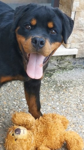 Let's keep him busy so that we can save some home furnitures inside. 🤣😁💙 My little boy KID 🥰 www.facebook.com/vomhausereal/ #Rottweiler #rottweilersofinstagram #rottweilers #rottweilerpuppy #puppiesofinstagram #Dogs #dogstagram #dogsofinstagram #rottiepuppies #rottweiler_world #rottweilerfans #rottweiler_feature #rottie #vomhausereal #animals #animali #cuccioli #cucciolirottweiler | Rottweiler Vom Hause REAL
