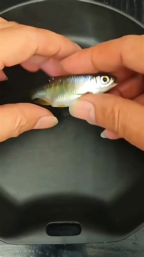 56K views · 392 reactions | Artificial freshwater fish hybridization | Quirk Lab21 | Facebook