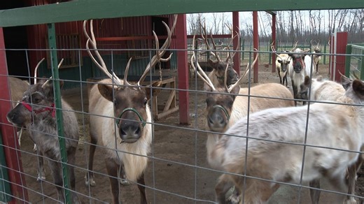 Rooftop Landing Reindeer Farm opens for the Christmas season