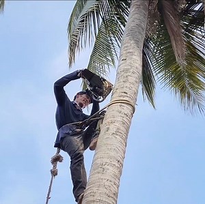288K views · 1.7K reactions | The best skill with climbing and cutting coconut tree | Making Video | Facebook