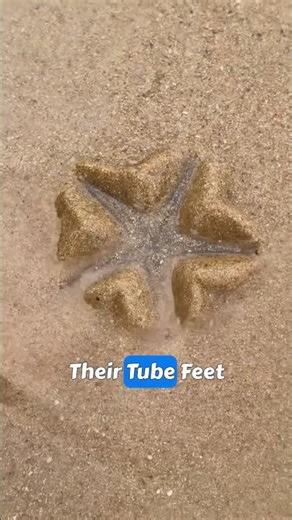 How do starfish make themselves invisible?