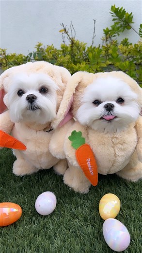 195K views · 26K reactions |   • • #easter #easterbunny #bunny #happyeaster #adorable #dog #dogs #doggo #funny #doglover #doglove #cute #cutedogs #cutedog #maltese #dogvideo #dogsofinsta | Cocothemaltesedog | Facebook