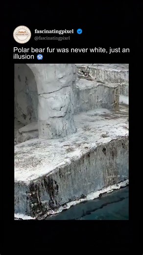 Travel | Nature | Life on Instagram: "Polar bears only look white. In reality, their fur is completely transparent and hollow. Each hair acts like a tiny fiber-optic tube, scattering and reflecting visible light, which makes the bear appear white against snow and ice. This optical illusion is crucial for camouflage in the Arctic. Underneath that clear fur, polar bears have jet-black skin. The dark skin absorbs sunlight efficiently, helping the bear retain heat in an environment where temperature