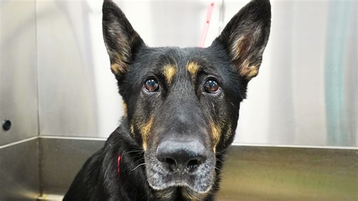 One Beautiful German Shepherd | Girl With The Dogs