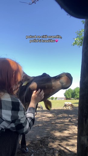 🥹💗 #fyp #cow #krava #statek #farma #ranch #zivotnafarme #jersey #lifewithanimals #laska