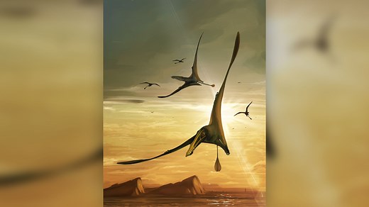 Largest Jurassic pterosaur on record unearthed in Scotland