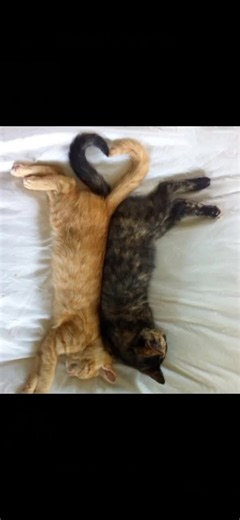 Kittens Cuddling: Heartwarming Moments of Love