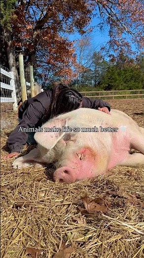 Animals have a way of healing our hearts, one cuddle at a time 🐷✨