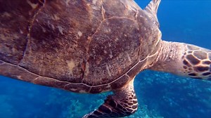 Hawksbill, Sea Turtle
