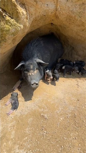 Mother Pig Sleep on 2 Baby Piglets #pig #animal #pigfarmvideo #viral #shorts #rurallife #farmlife