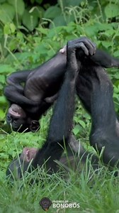 14K views · 687 reactions | Happy Friday!  Here are some sweet moments between Bonobos at Lola, to help you have a good start to your weekend! Haven’t followed us on Tik Tok yet? Start today! @friendsofbonobos | Friends of Bonobos | Facebook