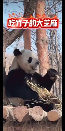 Warmer Days Are Back — Time to Go Outside 🐼🌿 天气暖了，又可以快乐户外了 🐼🌿