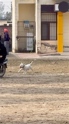 English bull terrier #pitbull #bullterrier #dogbreed #lifeisbutadream
