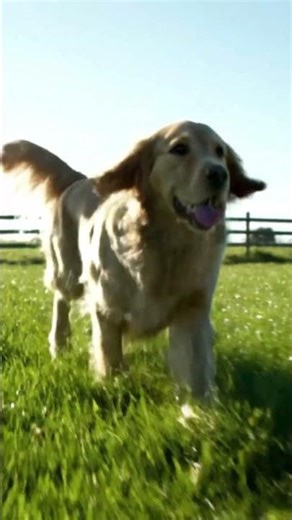 Amazing Animal Sounds #animalsounds #animalsoud #soundsanimals #shorts