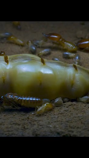13K views · 235 reactions | Termite Queen pt 2 #insects #termite #wildlife #documentary | Animals Z | Facebook