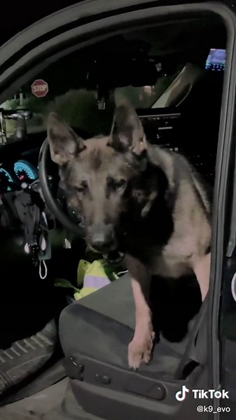 #k9evo #fyp #humanizethebadge #chauffeur #pethumor #petsoftiktok