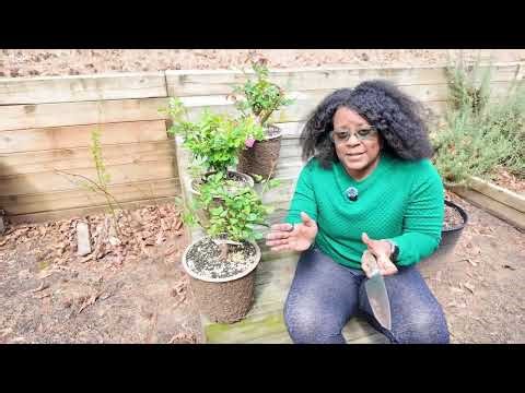 Planting Roses in Biodegradable Pots: A Quick Guide How-to