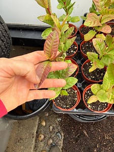 Ruby Supreme Guava Plant - Etsy