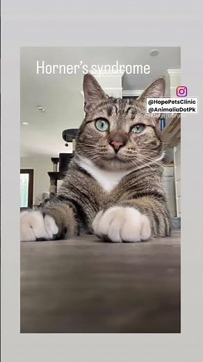Horner Syndrome in Cats.
