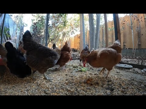 Backyard Chickens Eating Food Scraps Sounds Noises Hens Clucking Roosters Crowing Fun Video!
