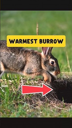 Inside a Rabbit Burrow: Nature’s Hidden Safe House