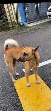 These Dogs Will Make You Question Reality