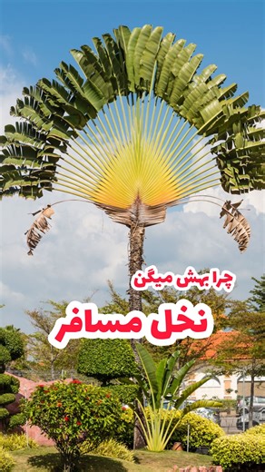 ‎Amir moslemi | امیر مسلمی‎ on Instagram‎: "⁨ نخل مسافر (Ravenala) فقط یه گیاه خوشگل نیست، یه جور جعبه‌ابزار طبیعی برای مسافرا بوده! 😄 یه نکته رو باید اصلاح کنم: قبلاً گفتم نخل مسافر روی پرچم ماداگاسکار هست، اما واقعیت اینه که نخل مسافر نماد فرهنگی و طبیعی ماداگاسکاره و روی پرچم یا نشان ملی رسمیش نیست. برخی ها کفتن که روی نشان ملی ماداگاسکار ثبت شده ولی نمیشه با قطعیت گفت. شرمنده بابت اشتباه! 💧 بطری آب: برگ‌های بزرگش آب بارون رو جمع می‌کنن، هر برگ چند لیتر آب نگه می‌داره. اگه تشنه می‌شدی، همین